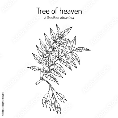 Tree of heaven Ailanthus altissima , medicinal plant.