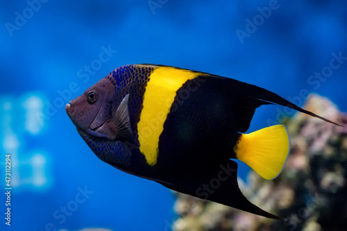 Pomacanthus asfur or Arabian Angelfish in aquarium close-up
