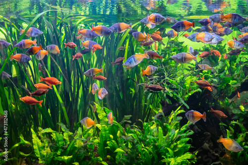 Aquarium full of fresh water fish and aquatic plants photo