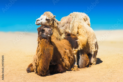 A couple of adult camels during the mating season. Dromedary camels mating outdoor, Camelus dromedarius photo