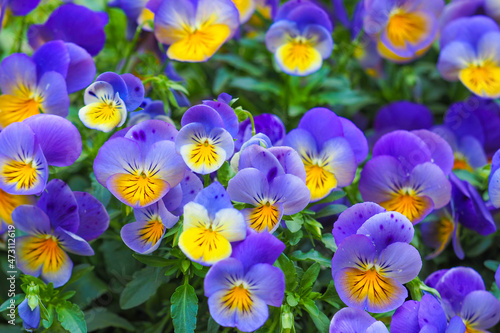 Beautiful blooming pansy flowers in the garden. Viola tricolor flowers