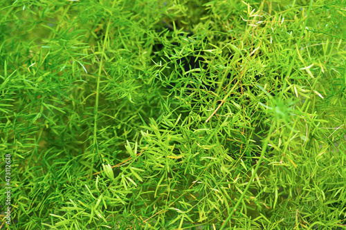 Fresh green bush of Shatavari or Asparagus racemosus photo