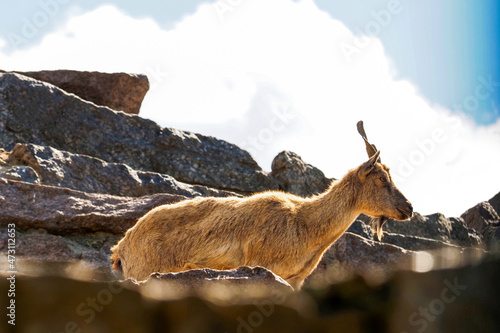 Fotografi Markhor or Capra falconeri young walking on the rocks, bottom view