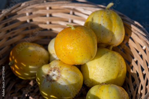 Concombre lemon (cucumis sativus)