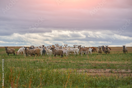 a herd of sheep and goats grazing in a meadow