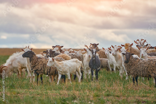 a herd of sheep and goats grazing in a meadow