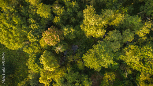 Drone view of forest and stream.