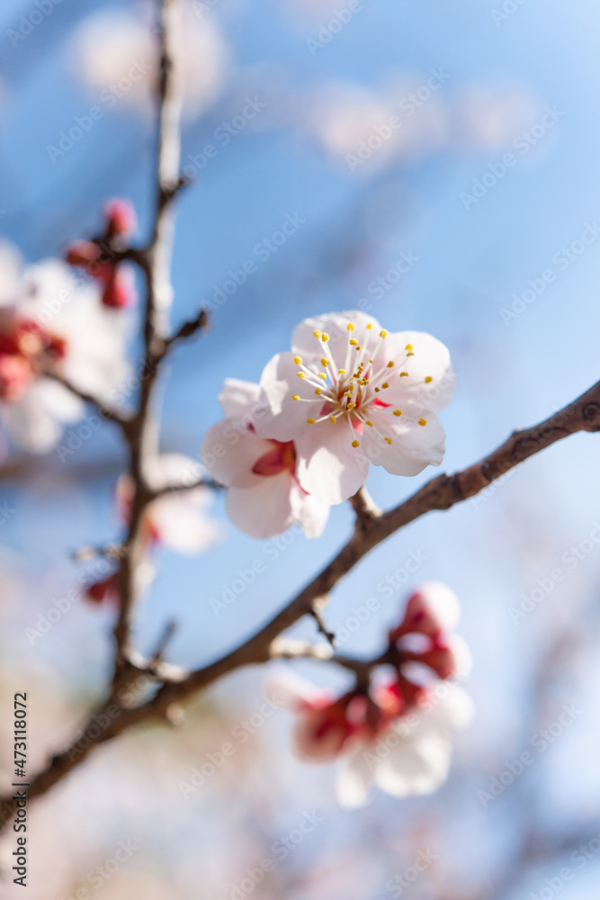 早春に咲く 早春に咲く