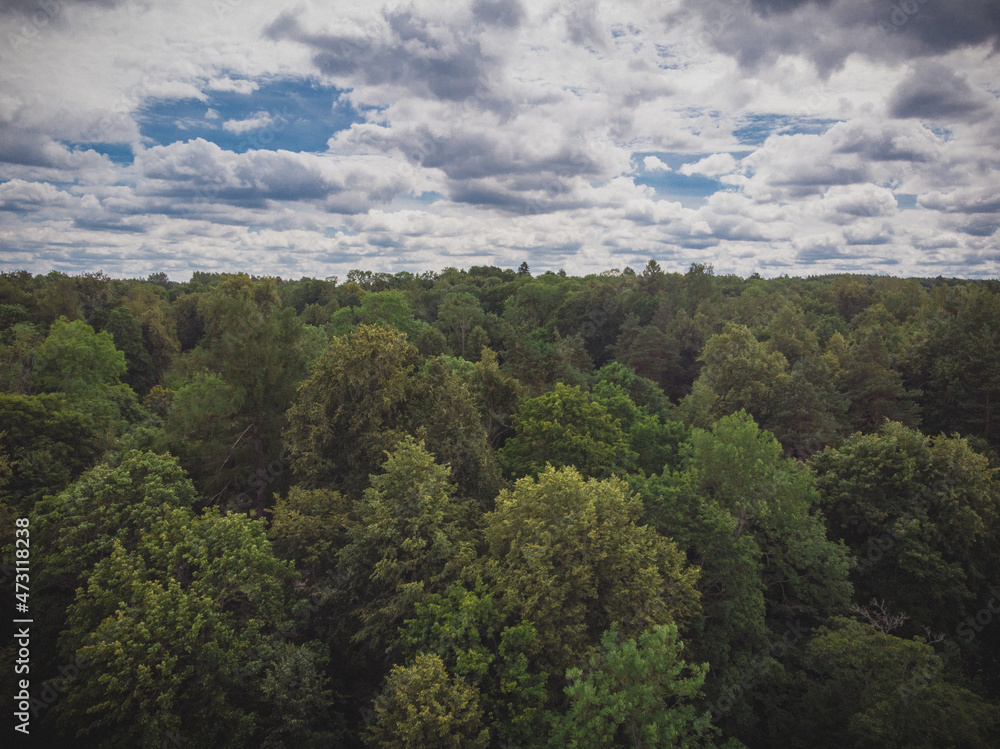 Drone photography of forest canopy.