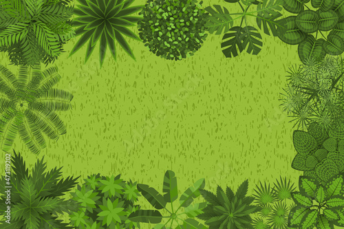 Plant frame. Jungle top view. Space for text. Trees. View from above.