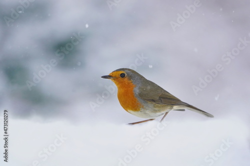 cute redbreast sitting in the snow. Winter scene with song bird. Erithacus rubecula. European robin in winter. 