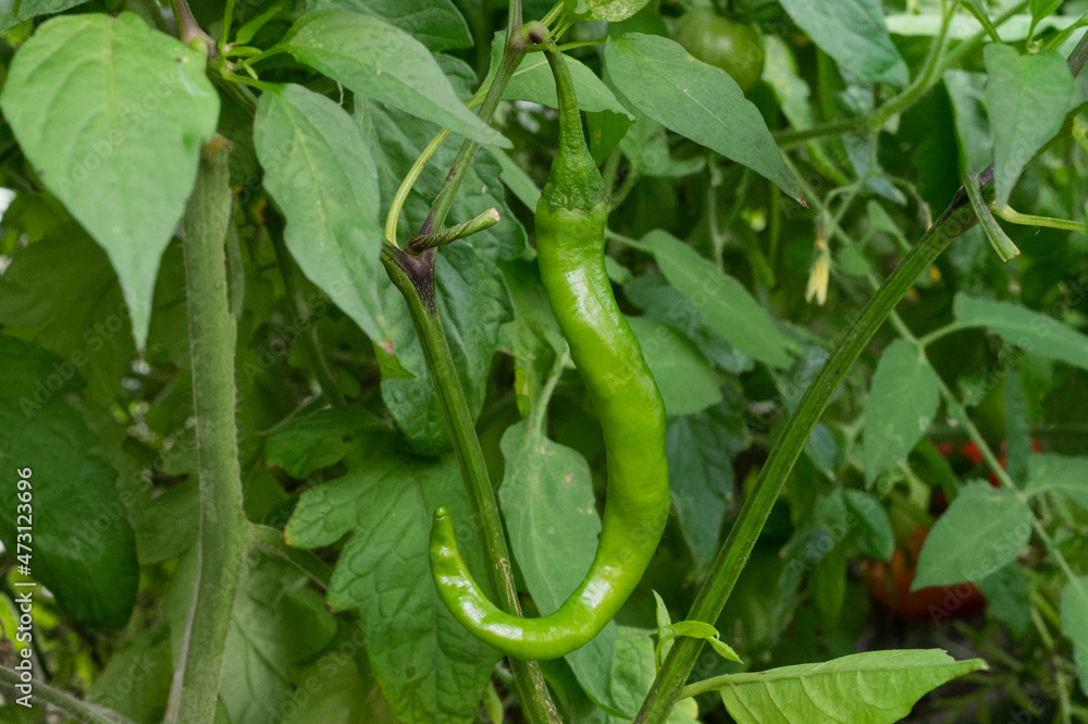Piment doux fushimi (Capsicum annuum) Piment doux fushimi (Capsicum annuum)