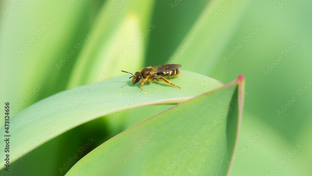 A honey bee sitting on a tulip leaf. A honey bee sitting on a tulip leaf.