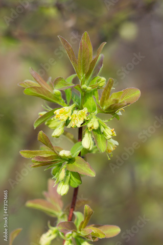 The blue honeysuckle (lat. Lonicera caerulea), of the family Caprifoliaceae. Central Russia.