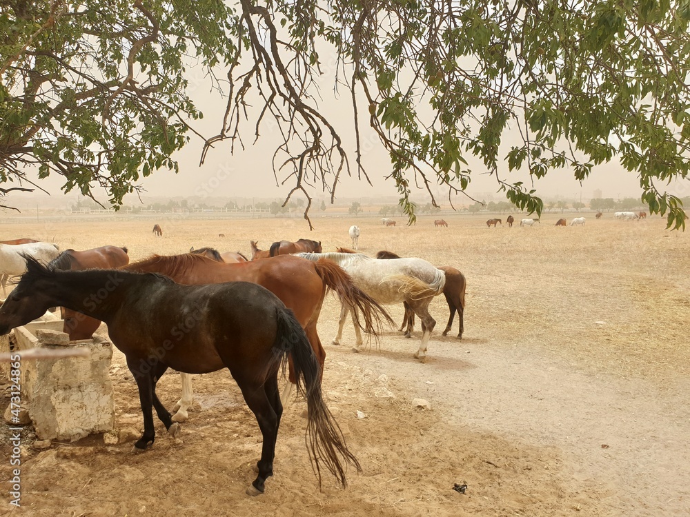 A herd of Arabian horses in the field