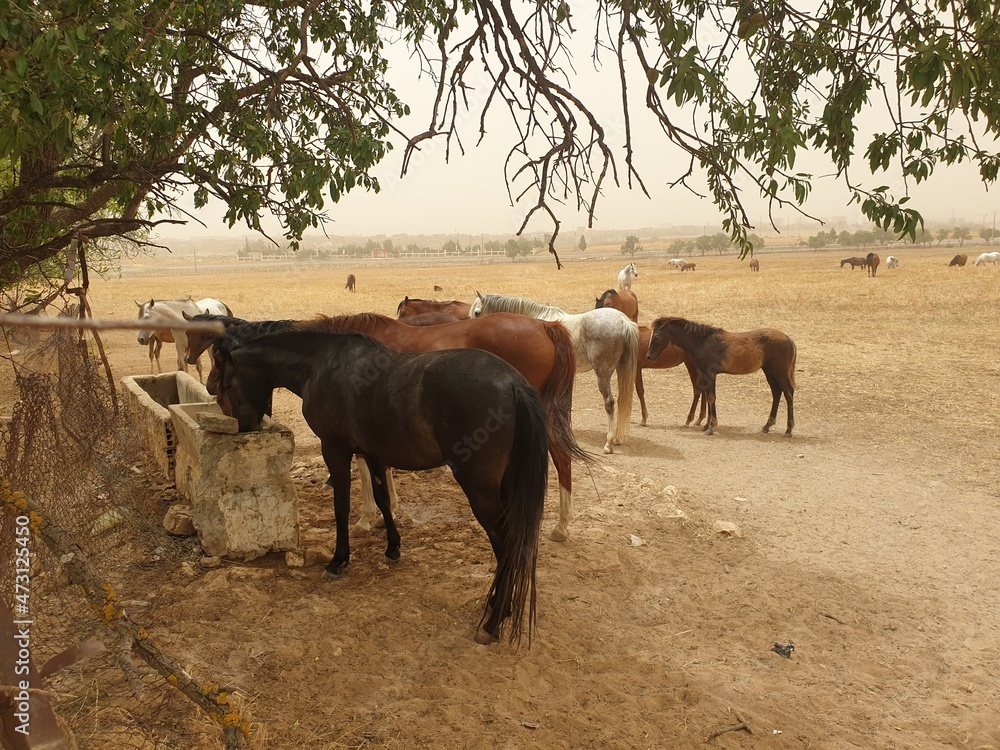 A herd of Arabian horses in the field A herd of Arabian horses in the field