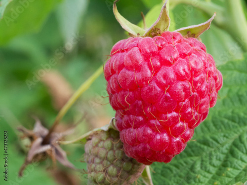 A single ripe raspberry berry, macrophoto. Ripe pink berry.
