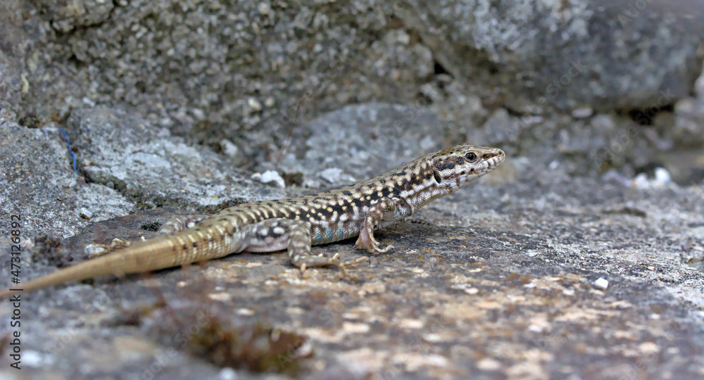 Erhard's Wall Lizard (Podarcis erhardii riveti) on the Grammos Mountain, northwestern Greece Erhard's Wall Lizard (Podarcis erhardii riveti) on the Grammos Mountain, northwestern Greece