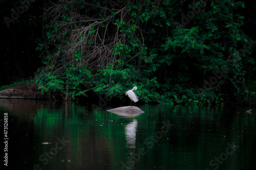 Solo White Heron