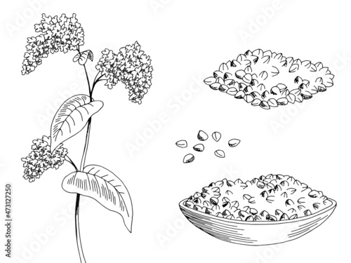 Buckwheat plant graphic black white isolated sketch illustration vector