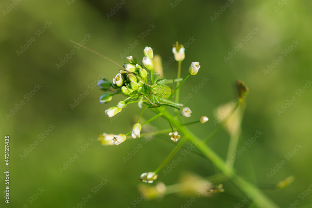 The great green bush-cricket's nymph (lat. Tettigonia viridissima), of the family Tettigoniidae, on the shepherd's purse (lat. Capsella bursa-pastoris), of the family Brassicaceae.