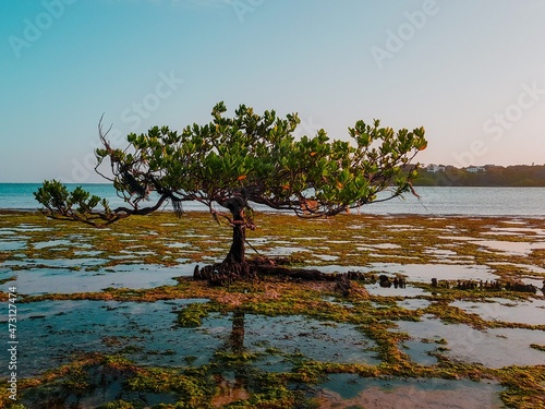 Kenya Mombasa tree Oscan sea  photo