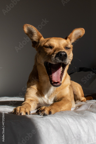 Funny mixed-breed dog yawning with mouth wide open after waking up in a comfortable bed illuminated by the morning sun in a dark room