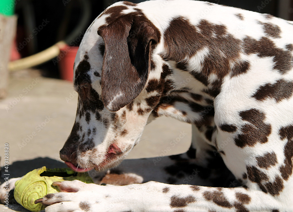 Dalmatian with brown spots plays with a ball. Close-up.