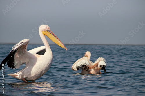 Wild animals in nature. Group of Great White Pelicans in the water