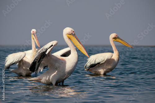Wild animals in nature. Group of Great White Pelicans in the water © Yuliia Lakeienko