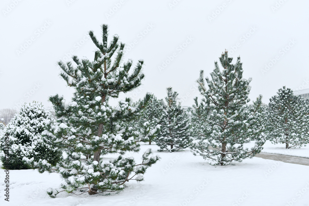 Young pine trees covered with snow in winter Young pine trees covered with snow in winter