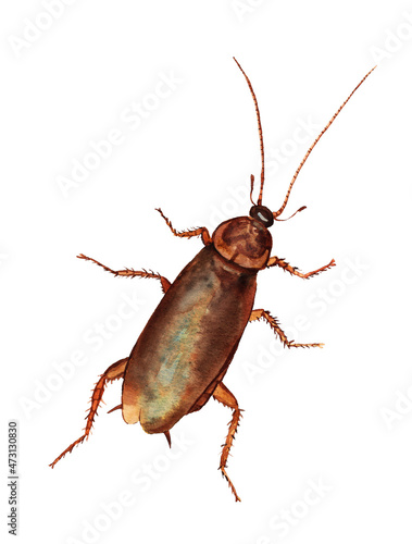 Watercolor illustration of cockroach © shoshina