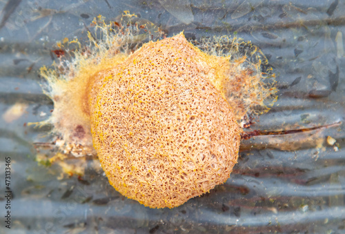 Yellow foam like a mushroom.