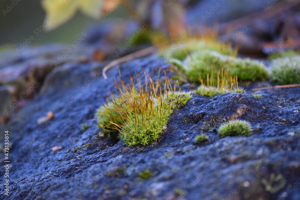blooming Moss at the blue Hour blooming Moss at the blue Hour