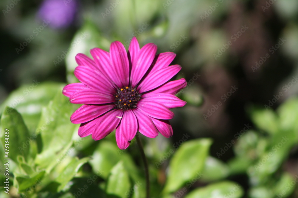 Blüte Blüte