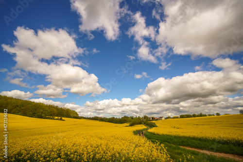 Panorama of agricultural rapeseed field with clouds. Canola is an oil crop for fuel production.