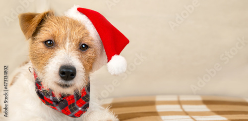 Happy cute christmas santa pet dog puppy. Holiday card background, banner with copy space.