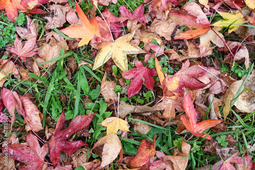 Fallen leaves with autumnal coloring