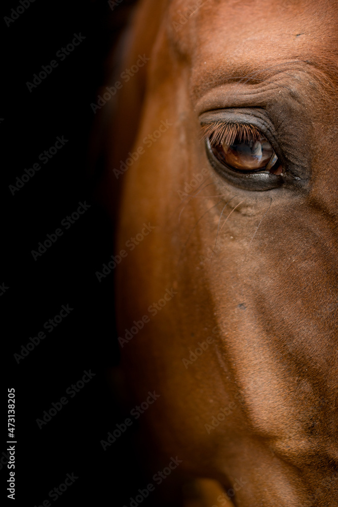 Naklejka premium horse head close-up. The horse's gaze. The eye of a beautiful horse on a dark background close-up, the muzzle of an animal. Traken breed .poster on the wall