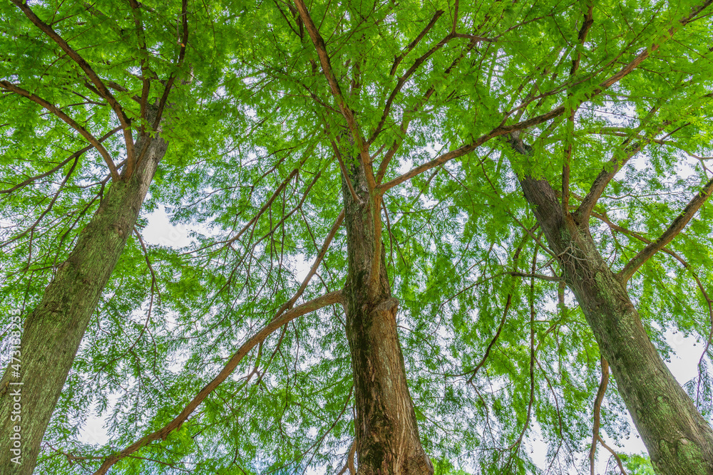 Fototapeta premium 成長する木