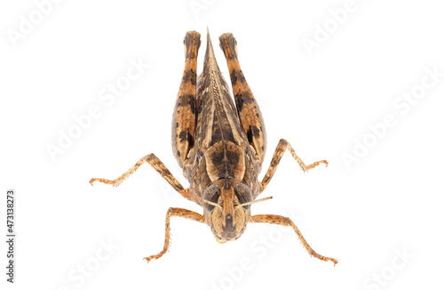 Short-horned grasshopper or Italian locust isolated on white background, Calliptamus italicus
