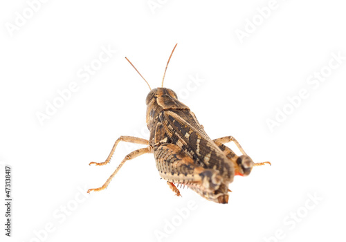Short-horned grasshopper or Italian locust isolated on white background, Calliptamus italicus © Danut Vieru