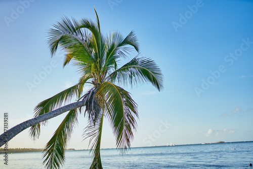 Palm trees tropics summer exotic landscape sun