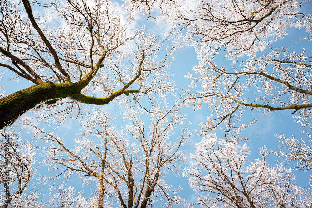 Bottom view on a f winter snowy trees in the blue sky. Frosty branches with hoarfrost twigs in a sunny day. Landscape photography Bottom view on a f winter snowy trees in the blue sky. Frosty branches with hoarfrost twigs in a sunny day. Landscape photography