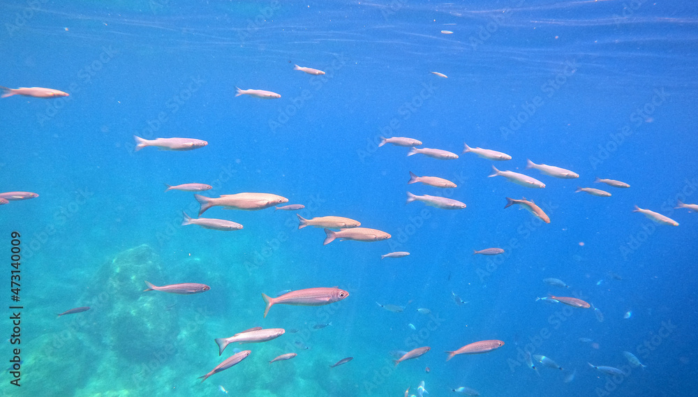 Underwater world of Mediterranean Sea. Near Marmaris, Turkey Underwater world of Mediterranean Sea. Near Marmaris, Turkey