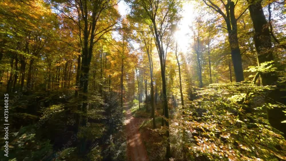 Bright Sunlight Passing Through Autumnal Trees Inside Jorat Woods In Vaud, Switzerland. - aerial FPV