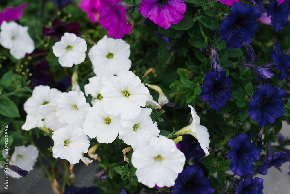 Blue, purple and white petunia flowers close-up Blue, purple and white petunia flowers close-up