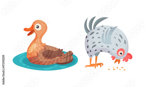 Duck and hen. Farm birds poultry breeding cartoon vector illustration