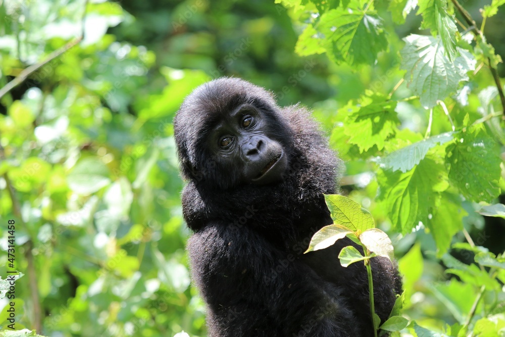 baby mountain gorilla (gorilla beringei beringei) - Bwindi Nationalpark, Uganda, Africa baby mountain gorilla (gorilla beringei beringei) - Bwindi Nationalpark, Uganda, Africa