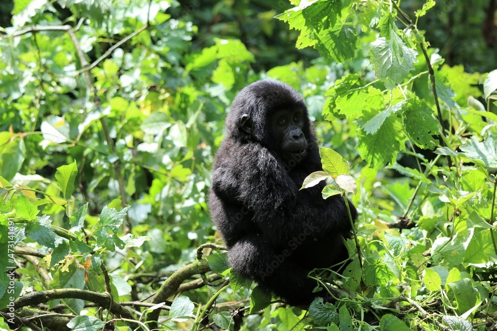 baby mountain gorilla (gorilla beringei beringei) - Bwindi Nationalpark, Uganda, Africa baby mountain gorilla (gorilla beringei beringei) - Bwindi Nationalpark, Uganda, Africa